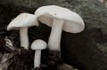 Hygrophorus cossus
